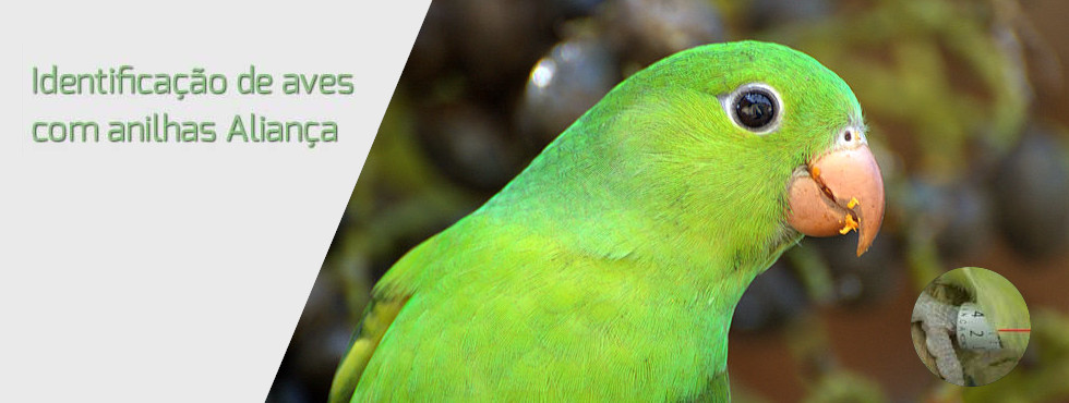 Identificação de aves com Anilhas Aliança.